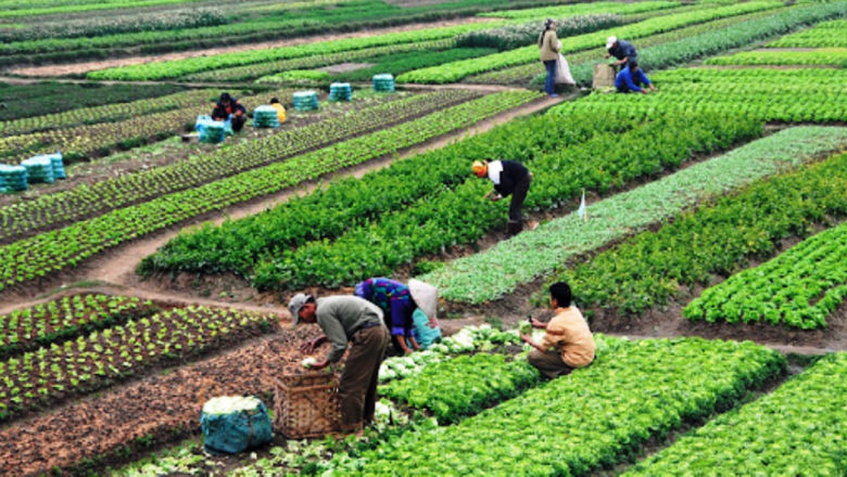 पाँचखालका चार हजारबढी कृषक आईपीएम प्रविधिबाट खेती गर्दै