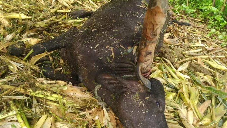 चट्याङ लाग्दा गोठमा बाँधिएको भैसीको मृत्यु, मिटर बक्समा पनि क्षति