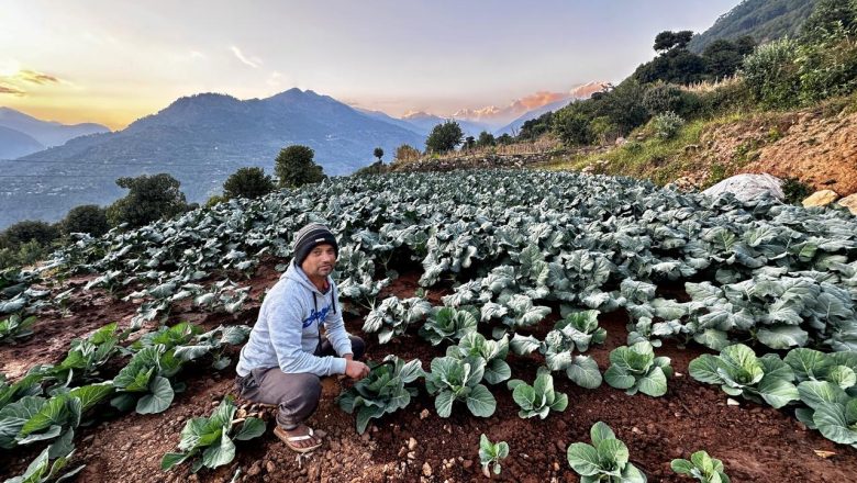 तीन दशकपछि गाउँ फर्किएर तरकारी खेतीमा रमाउँदै कमलप्रसाद