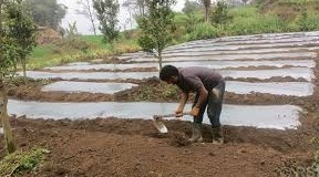 अकबरे खुर्सानी रोप्नमा व्यस्त भोजपुरका किसान