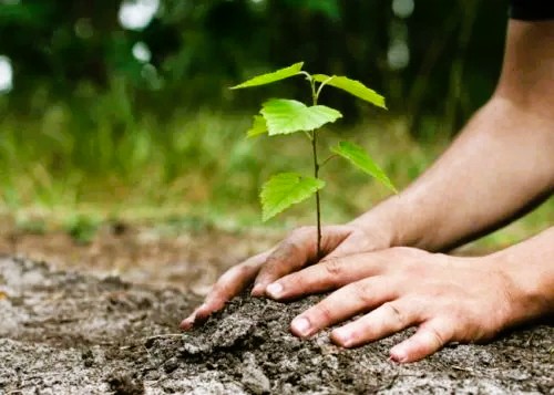 मकवानपुरमा वृक्षरोपण गर्दै बालकको जन्मदिन मनाइयो