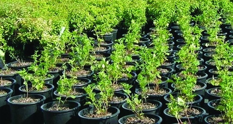 बिरुवा बेचेर वार्षिक ३० लाख कमाउँदै बाङदेल