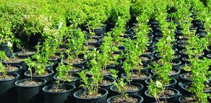 बिरुवा बेचेर वार्षिक ३० लाख कमाउँदै बाङदेल