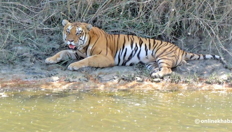 आलेख : मानव–वन्यजन्तु द्वन्द्व बढ्दो चुनौती