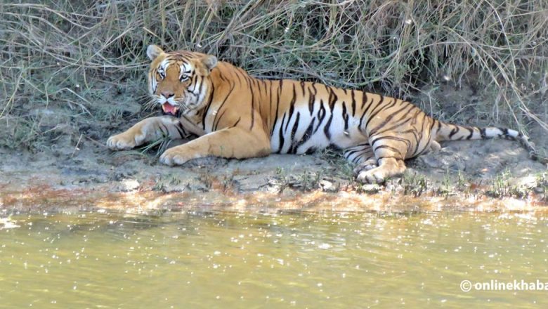 आलेख : मानव–वन्यजन्तु द्वन्द्व बढ्दो चुनौती