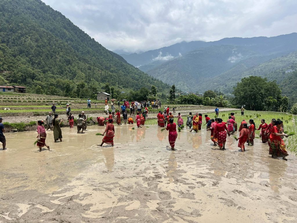 जलवायुमैत्री प्रविधिमार्फत धानमा आत्मनिर्भरता अभियान, हेलम्बुमा २३औँ धान दिवस मनाइयो
