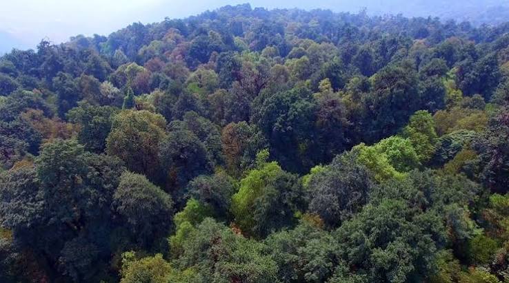 सामुदायिक वनलाई हरित अर्थतन्त्र र युवा रोजगारीसँग जोड्नुपर्नेमा जोड