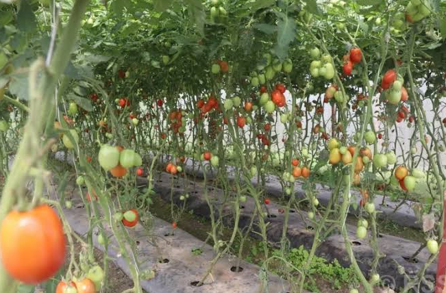 डडुवाका किसान तरकारीखेतीमा : पहिले किनेर खान्थे, अहिले बिक्री गरेर कमाउन थाले