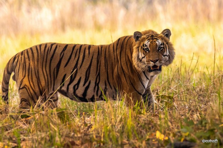 मानव–वन्यजन्तु द्वन्द्वः वन संरक्षणसँगै सहअस्तित्वको चुनौती
